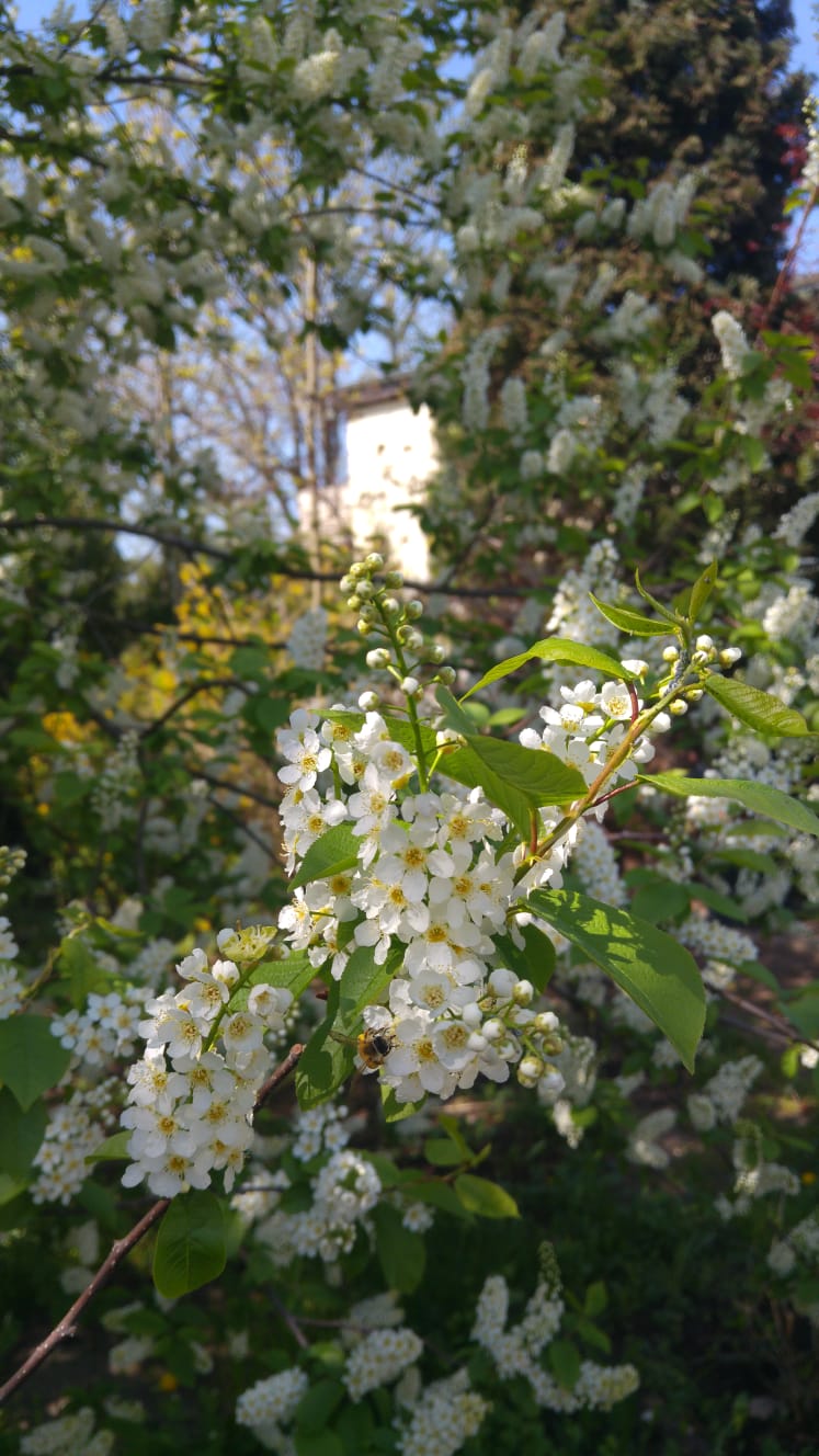 bee in white flower tree