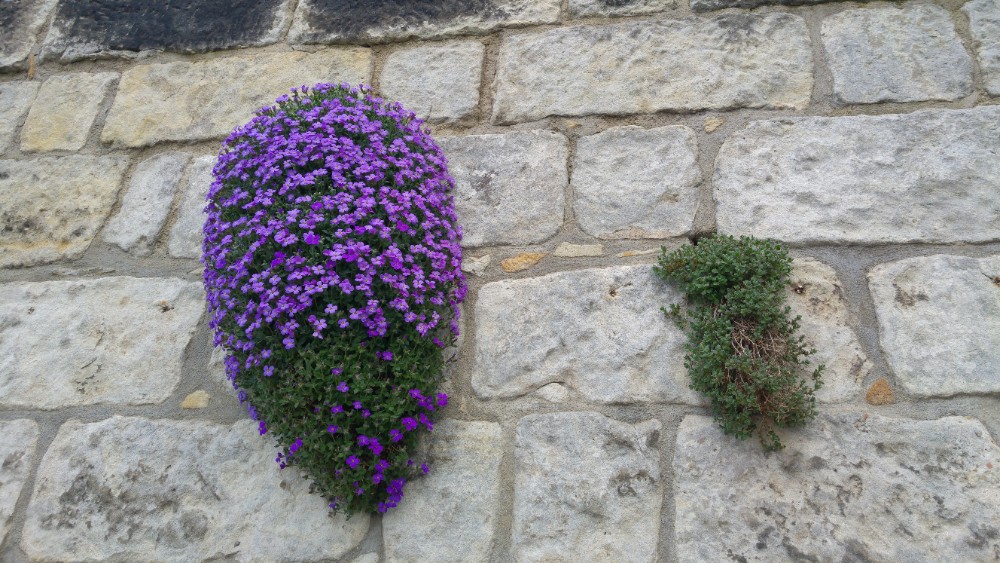 purple flower on wall