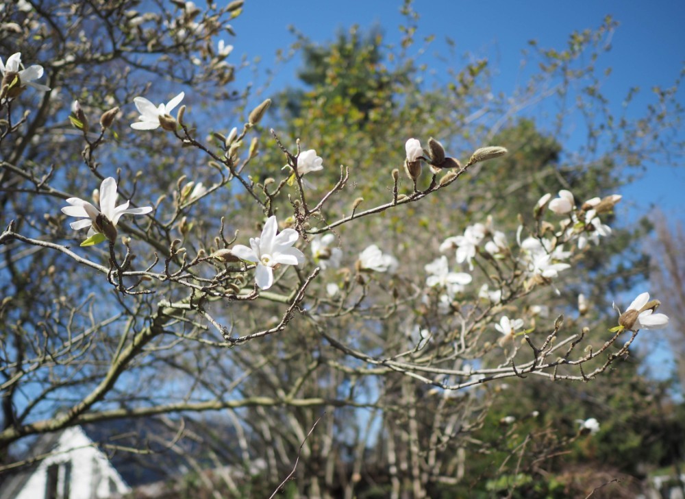 tulip tree white