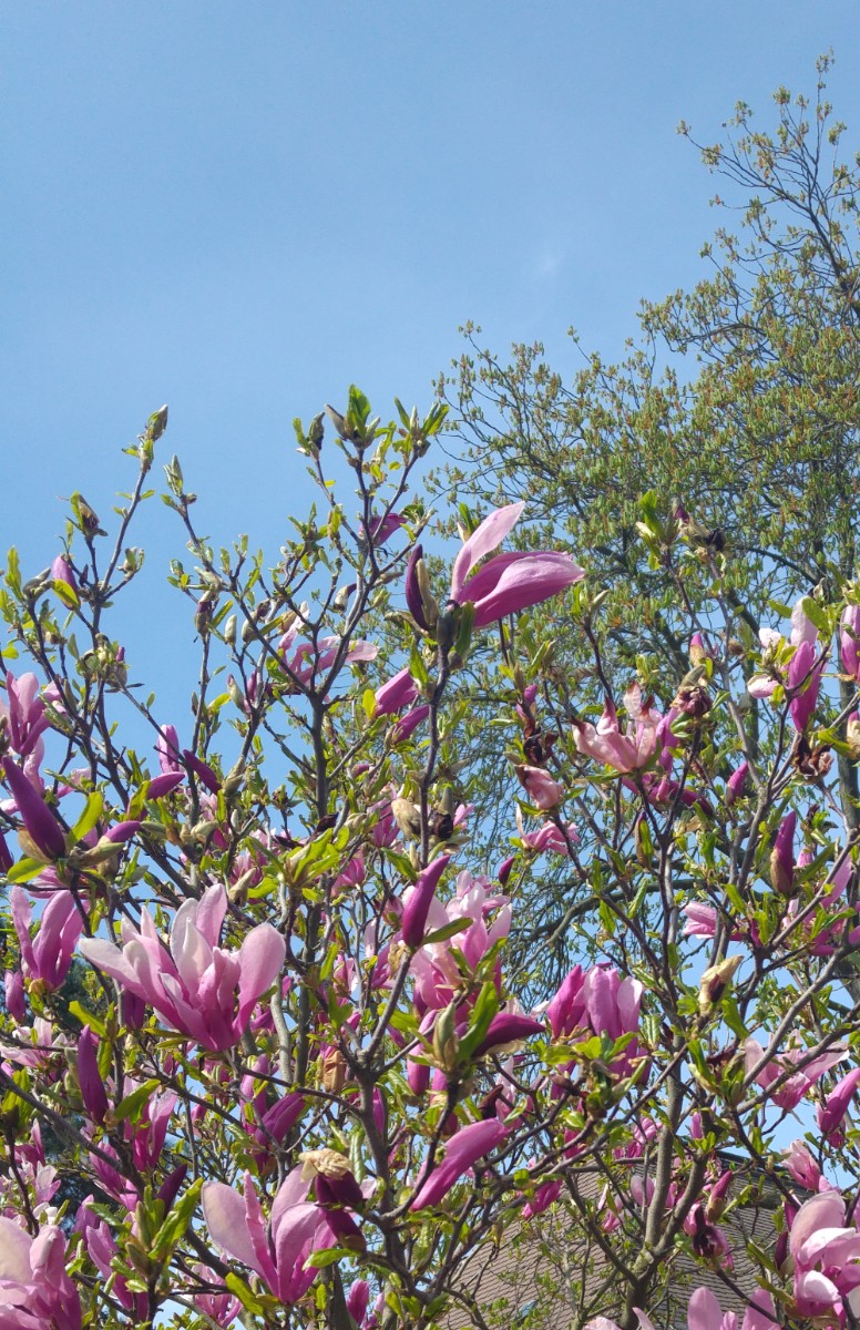 pink tulip tree